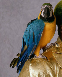 Frankie The Parrot Koko B. Ware